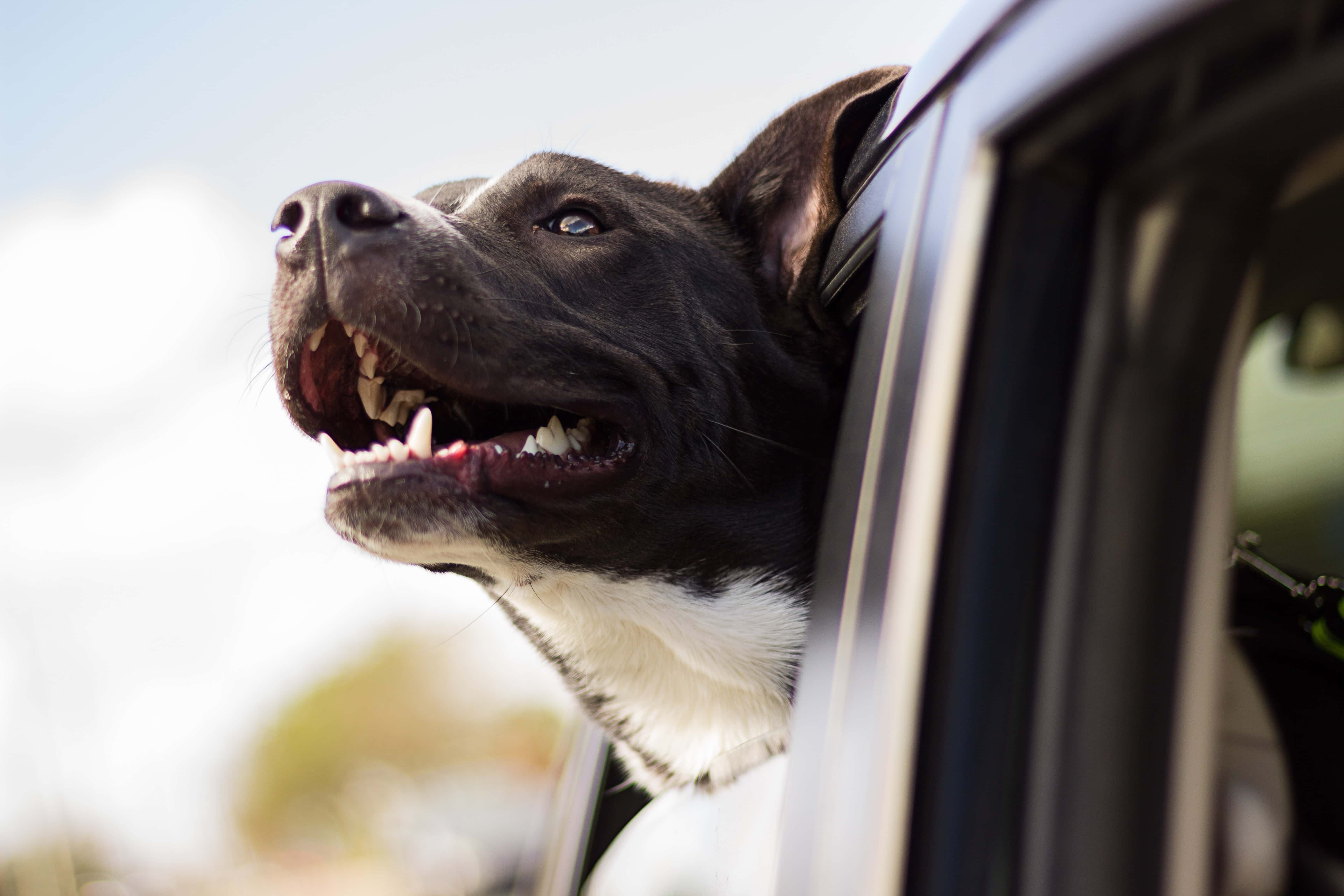 A dog with its head out of a car window